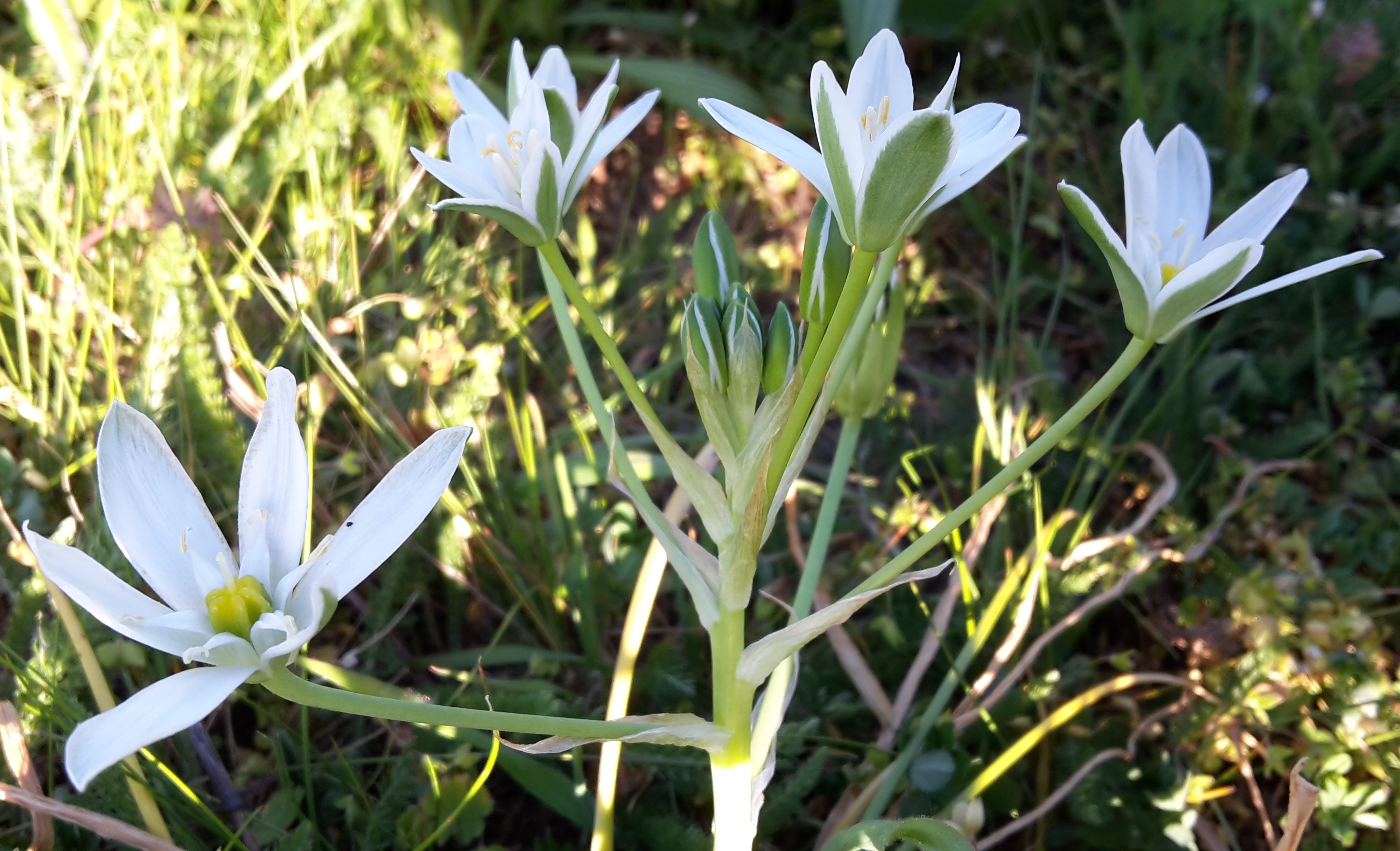 Annexe OrnithogalumUmbellatum (11).jpg