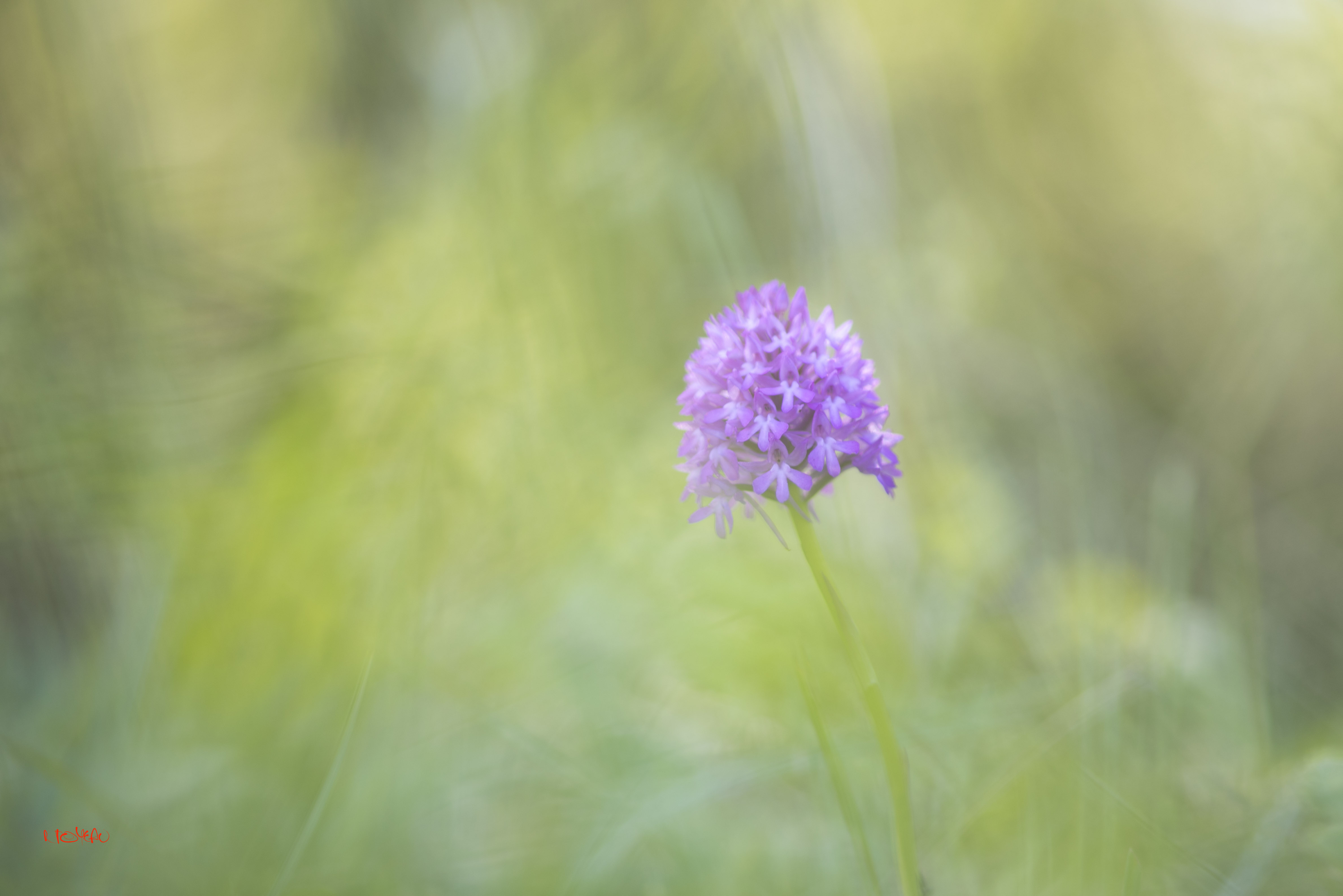 Annexe ORCHIDEE DSC_941505 mai 2020.jpg