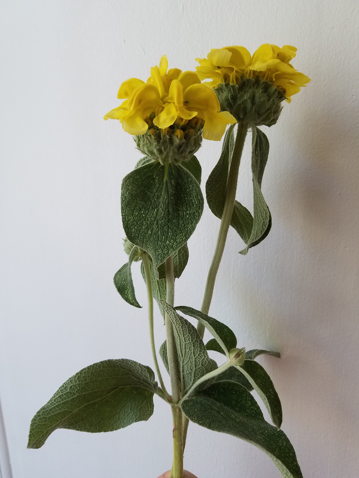 Annexe Phlomis fruticosa L..jpg