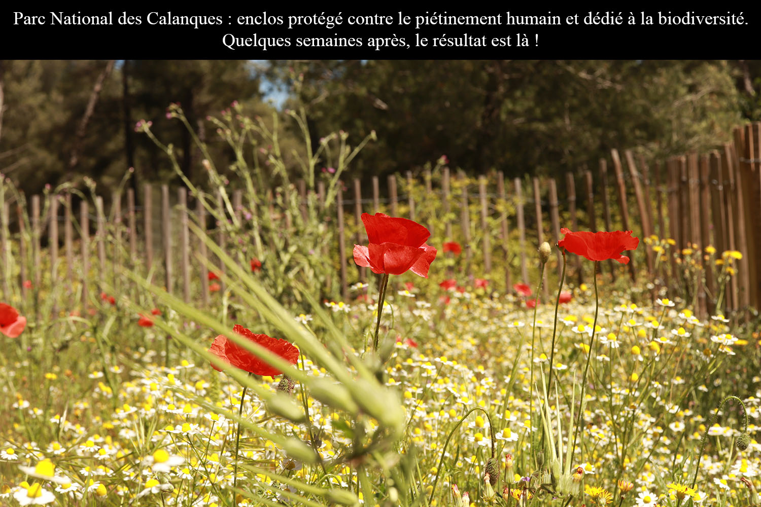 Annexe bidoversité.jpg