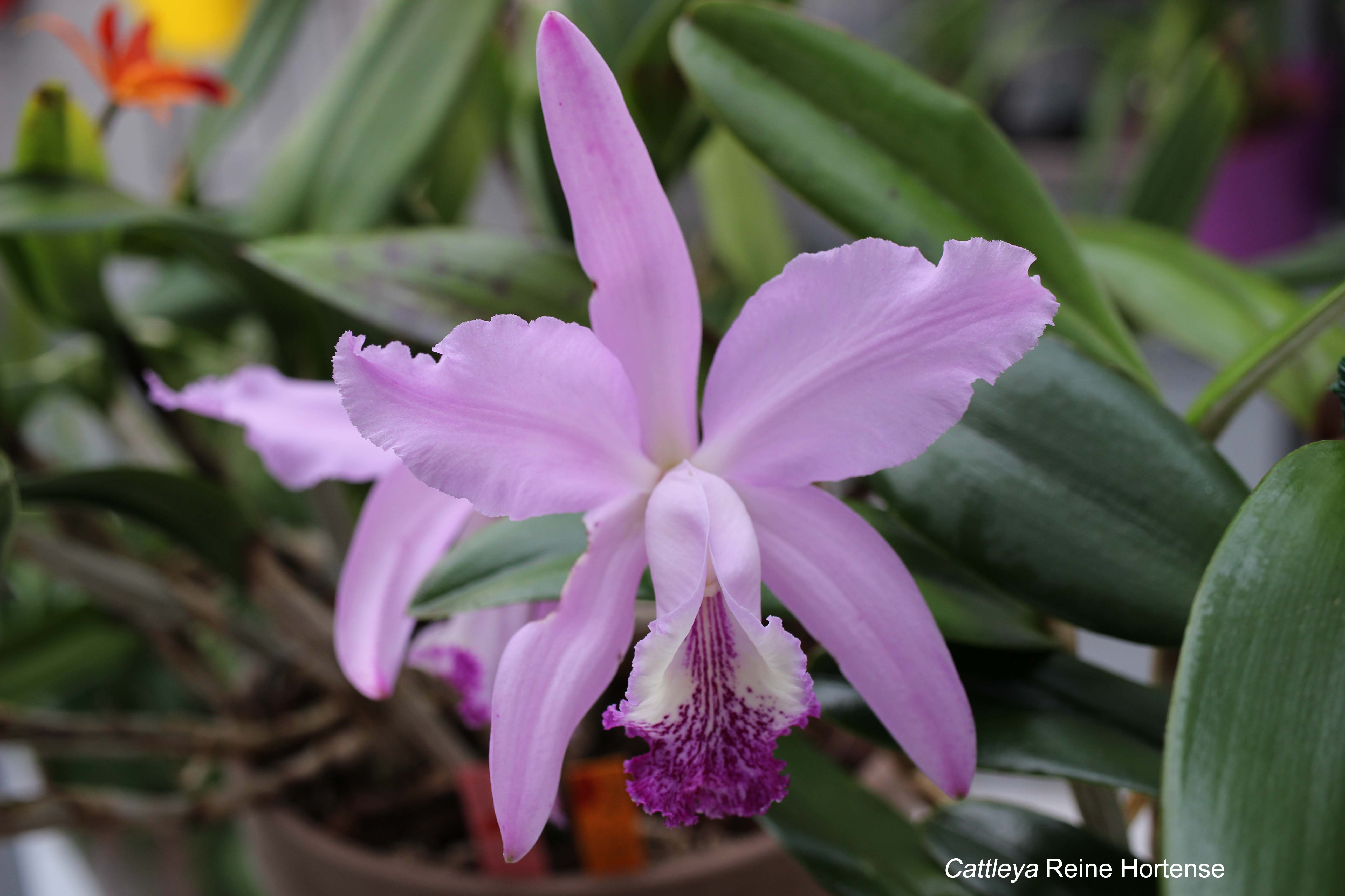 Annexe Cattleya Reine Hortense.jpg