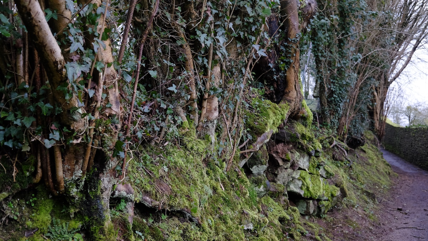 Annexe Bocage normand-credit-Serge-Philippe-Lecourt.JPG