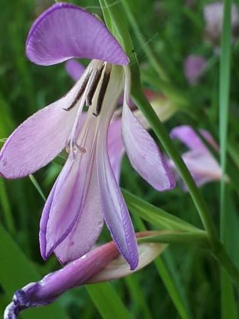 Annexe Gladiolus italicus1.jpg