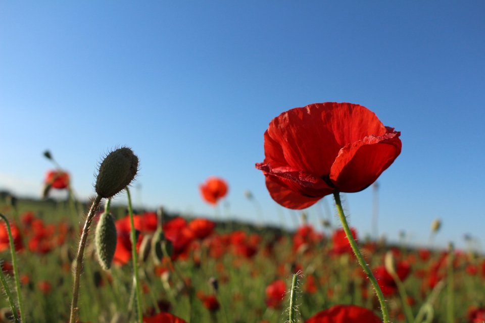 Annexe Coquelicots.JPG