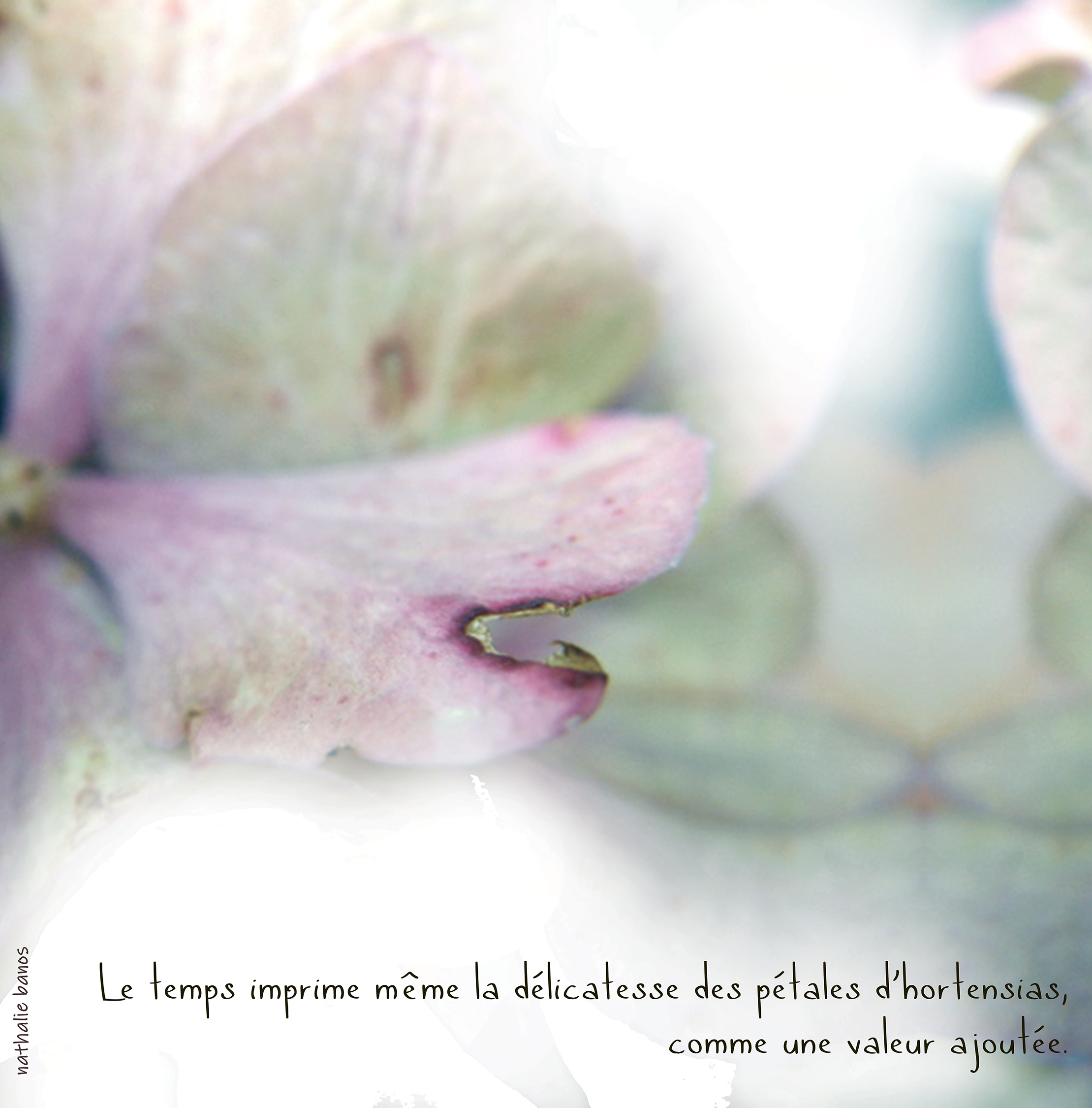 Annexe calque page 16_45 cahier à vivre floral.jpg