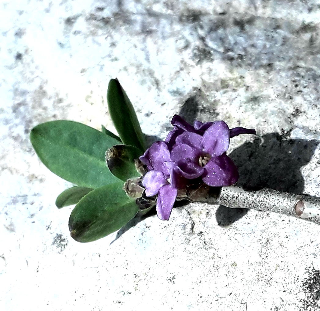 Annexe 20200413_Daphné (Bois Joli ou gentil).jpg