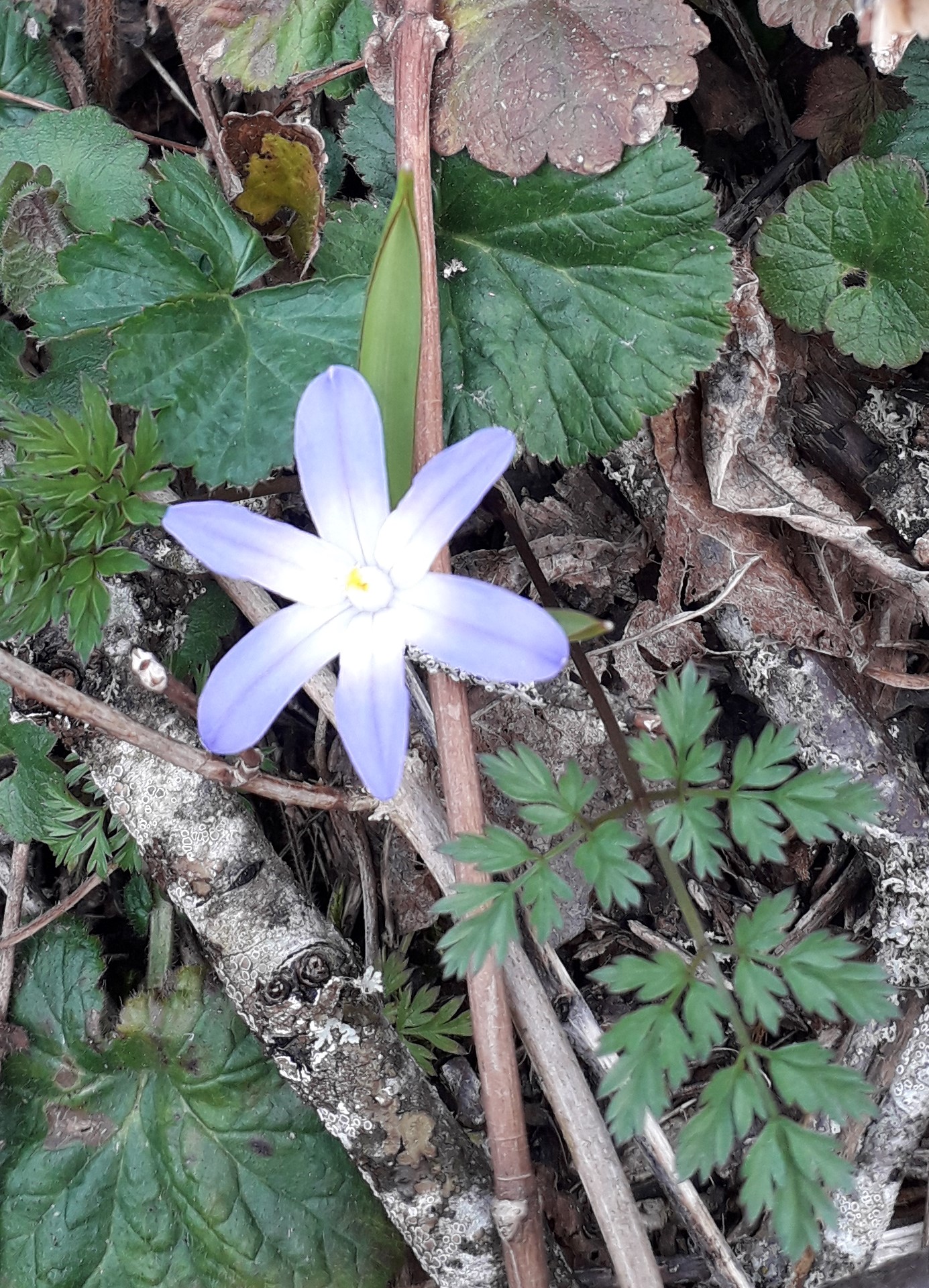Annexe 20200413_Gloire des neiges (Scilla luciliae).jpg