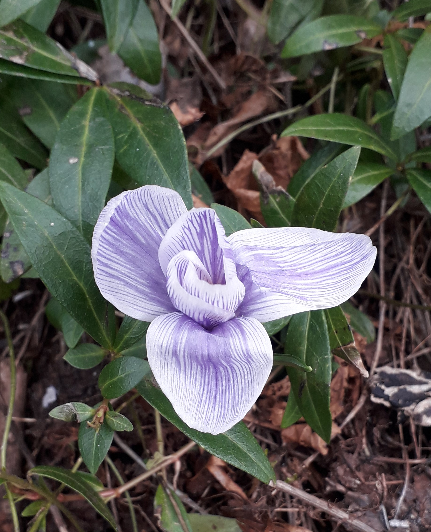 Annexe 20200413_crocus à fleurs blanches.jpg