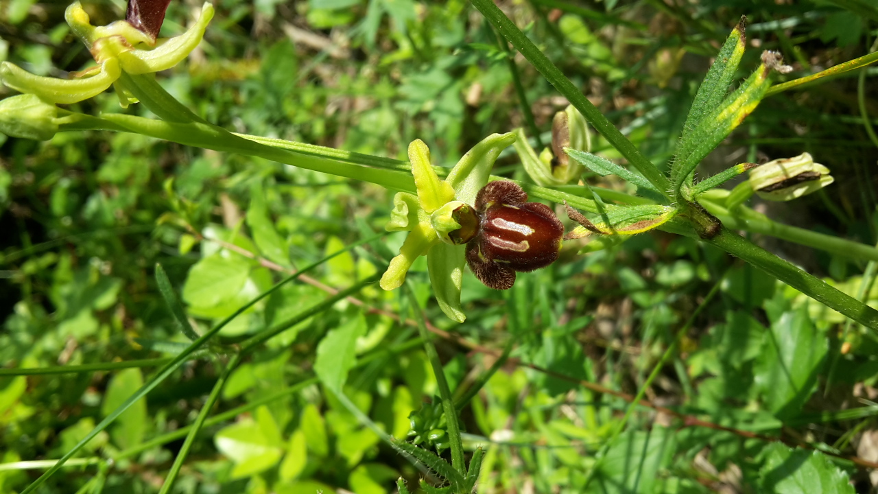 Annexe 20200426_164007.jpg