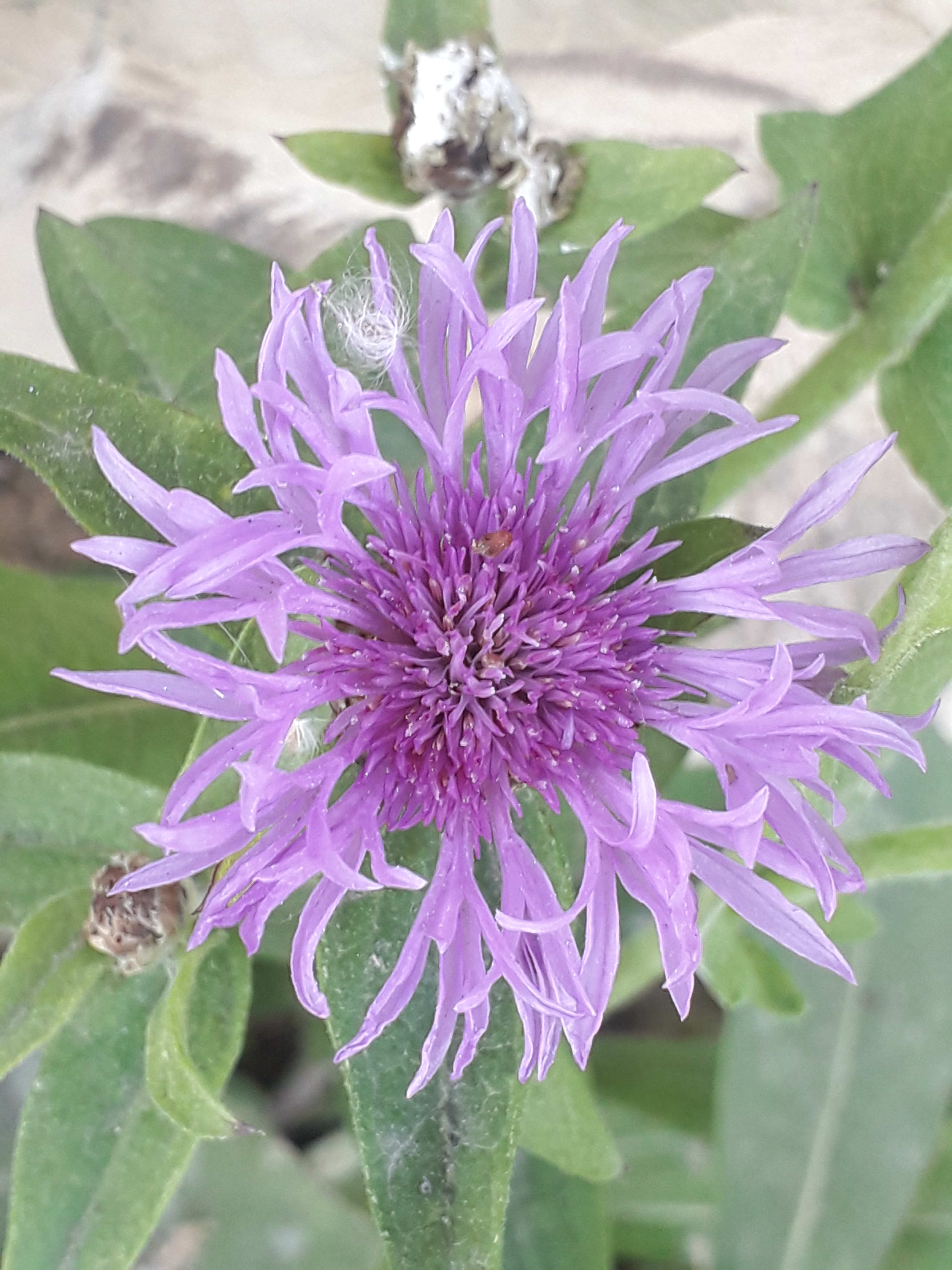 Annexe inconnue à identifier.jpg