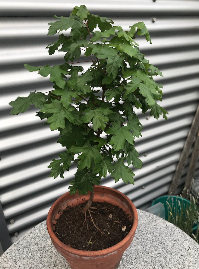 Annexe Auprès de mon Arbre ... .png