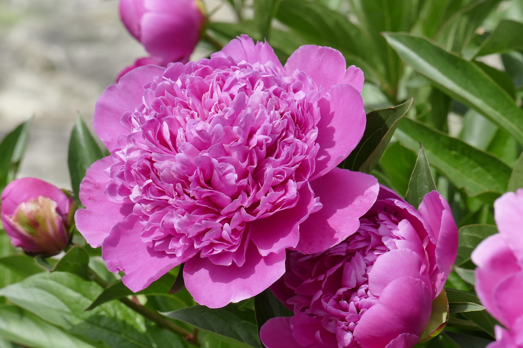 Annexe _1710140 copie.JPG