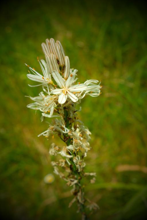 Annexe Asphodèle.JPG