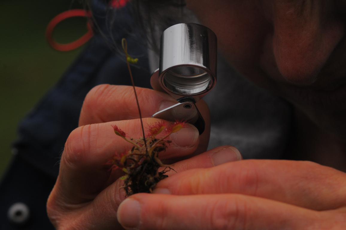 Annexe Drosera 02.JPG