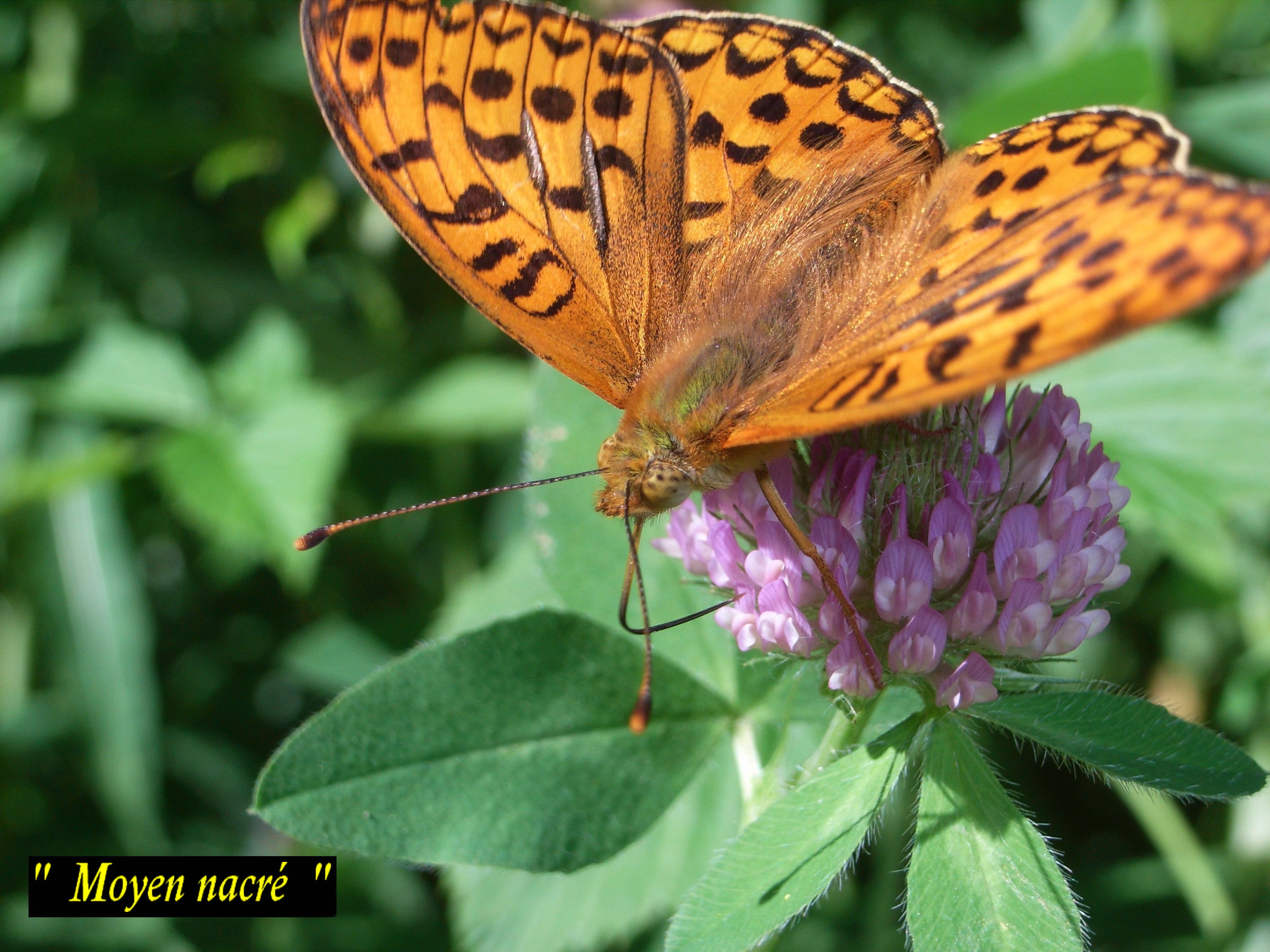 un pollinisateur ailé