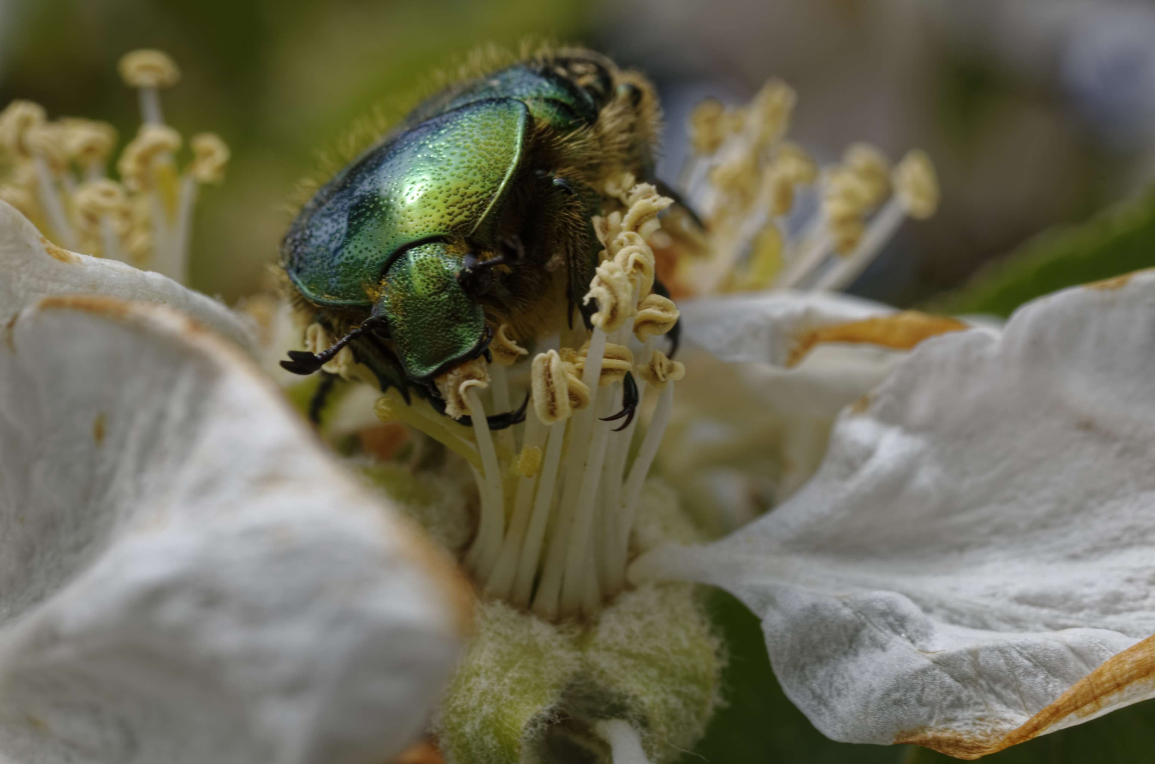 Fleur de pommier et cétoine dorée