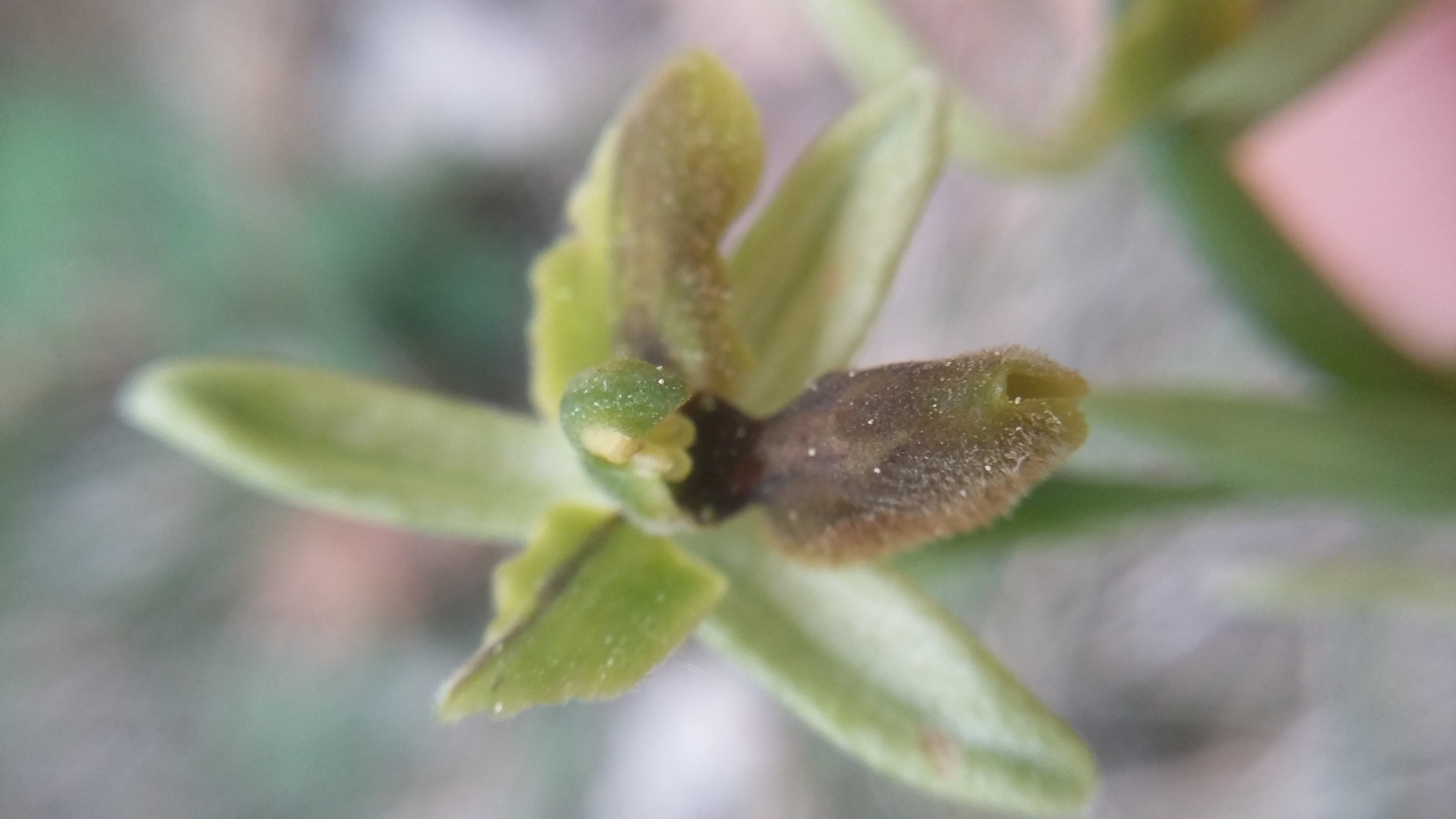 Orchidée vert-brun inconnue