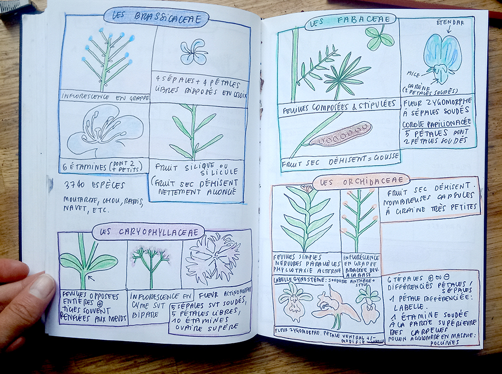 Fiches botaniques - 30 ESPECES