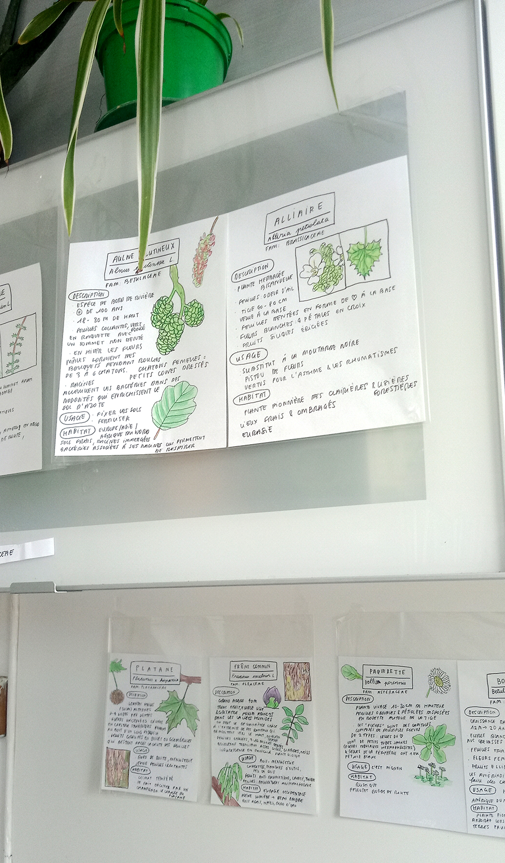 Fiches botaniques - 30 ESPECES