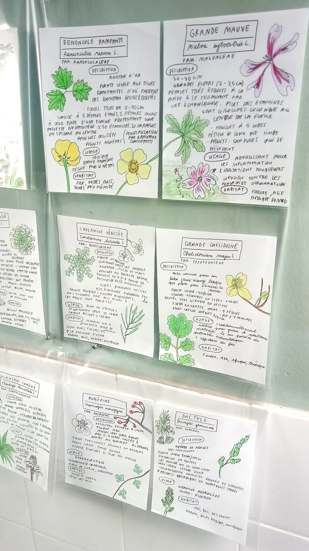 Fiches botaniques - 30 ESPECES