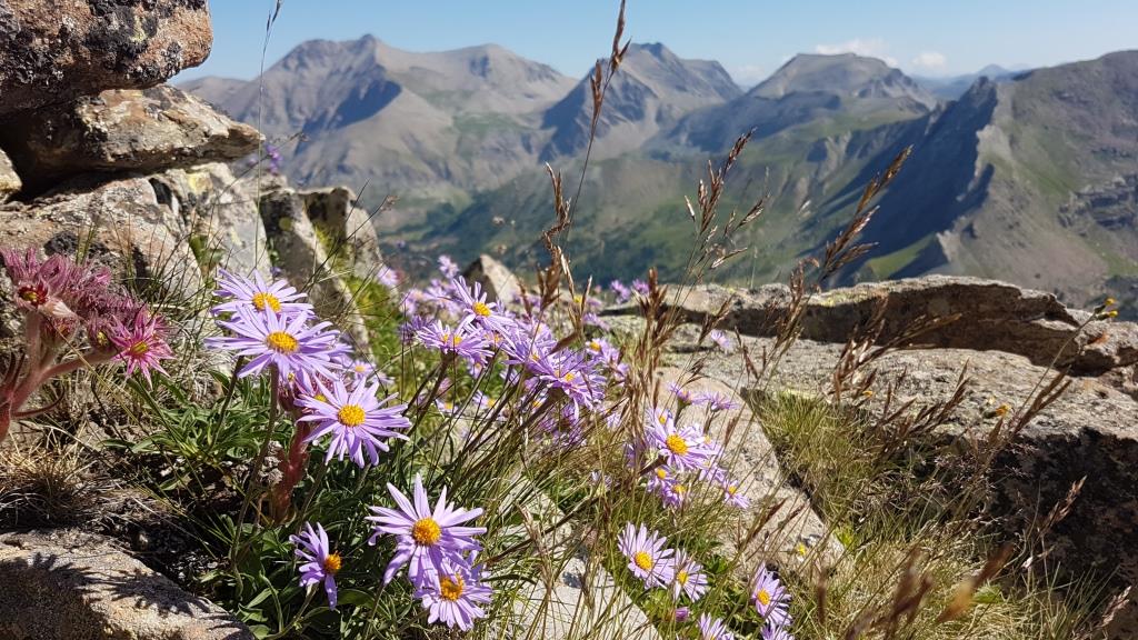 Asters, joubarbes... sur les Tours du Lac d'Allos