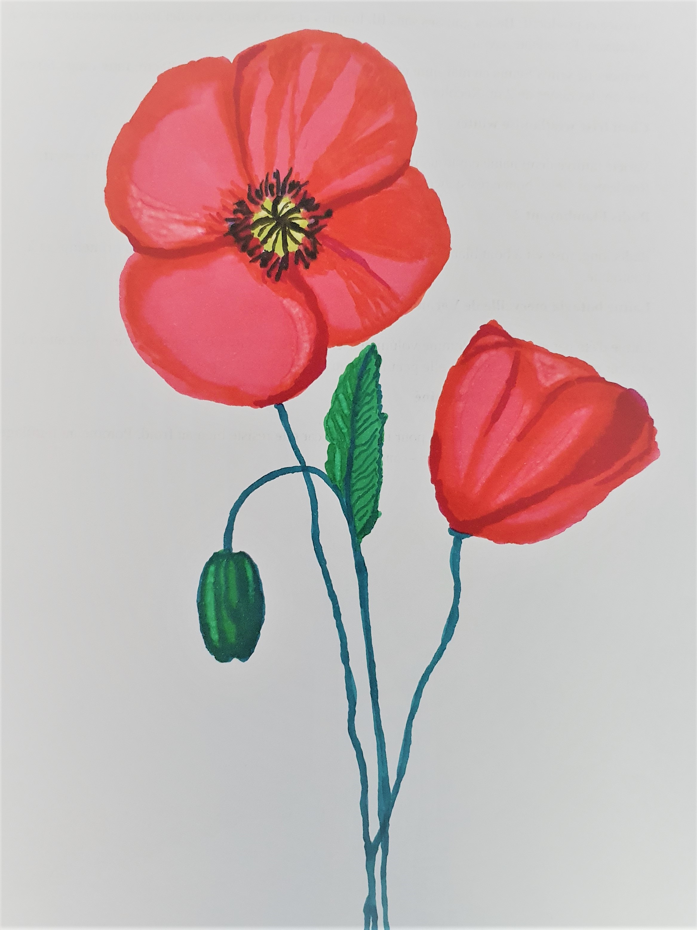 Dessin pavot somnifère