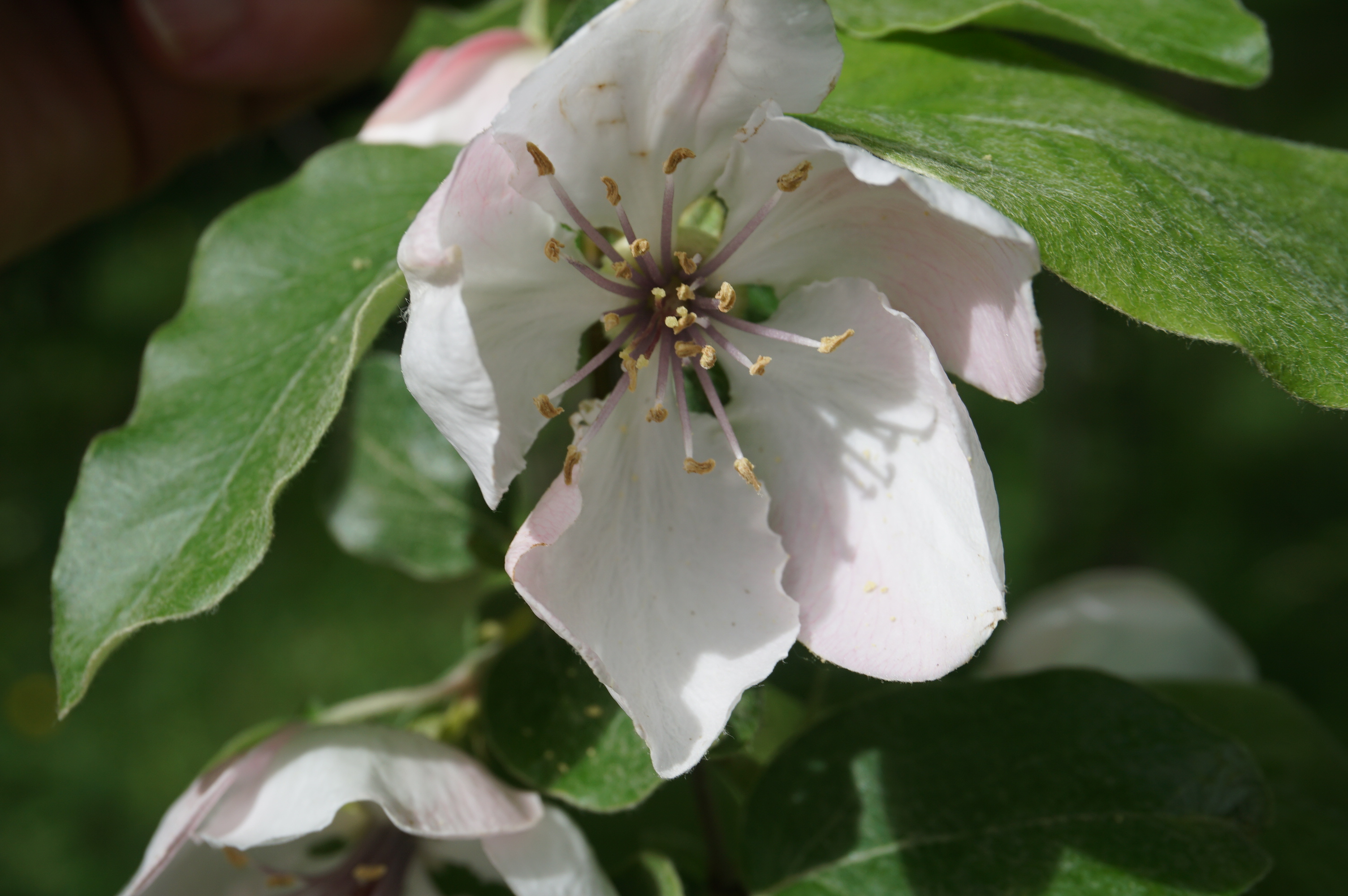 Cydonia oblonga Cognassier