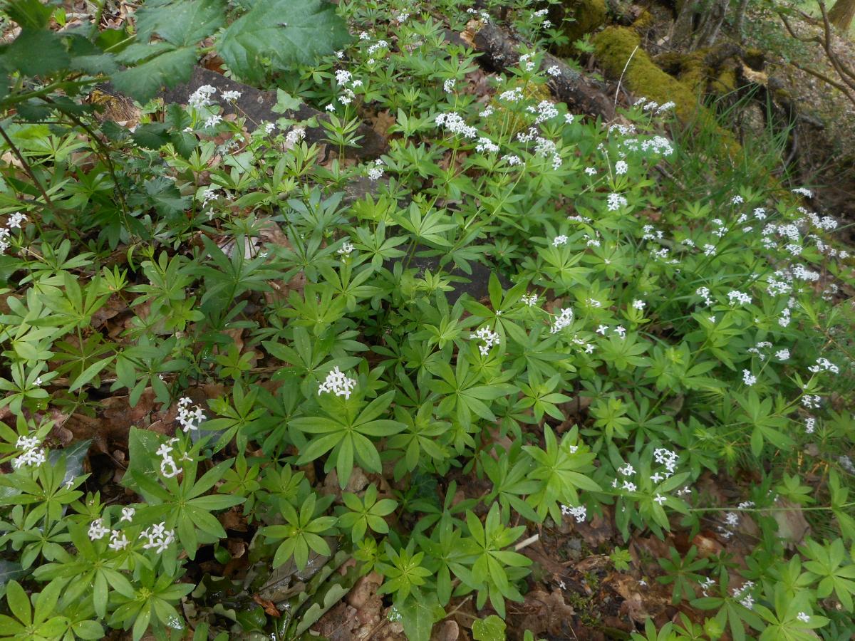 Bouquet de l'aspérule odorante