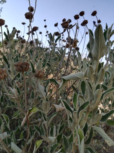 Plante herbacée à fleurs jaunes (épi terminal) et feuilles velues