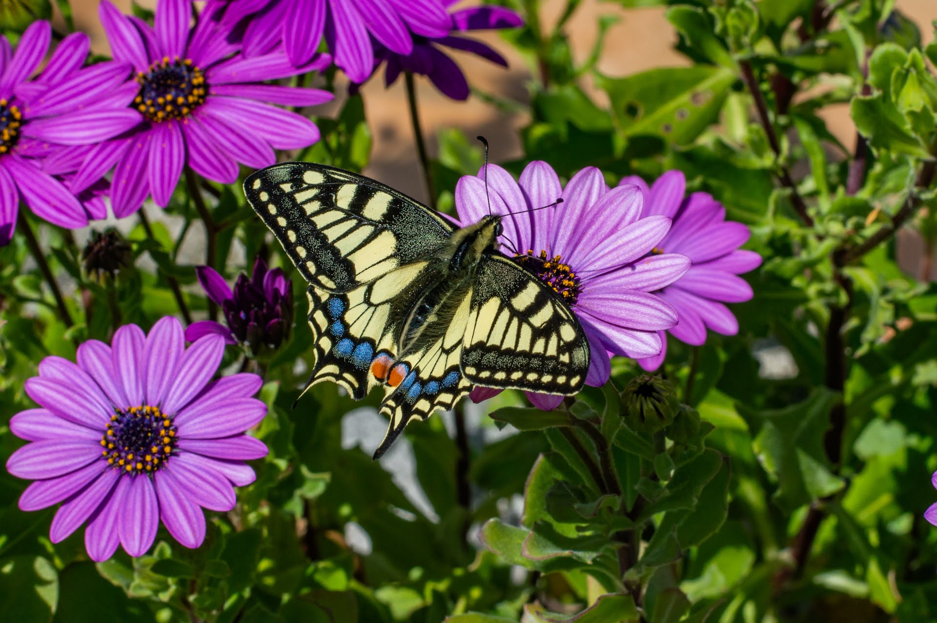 papillon sur une fleur