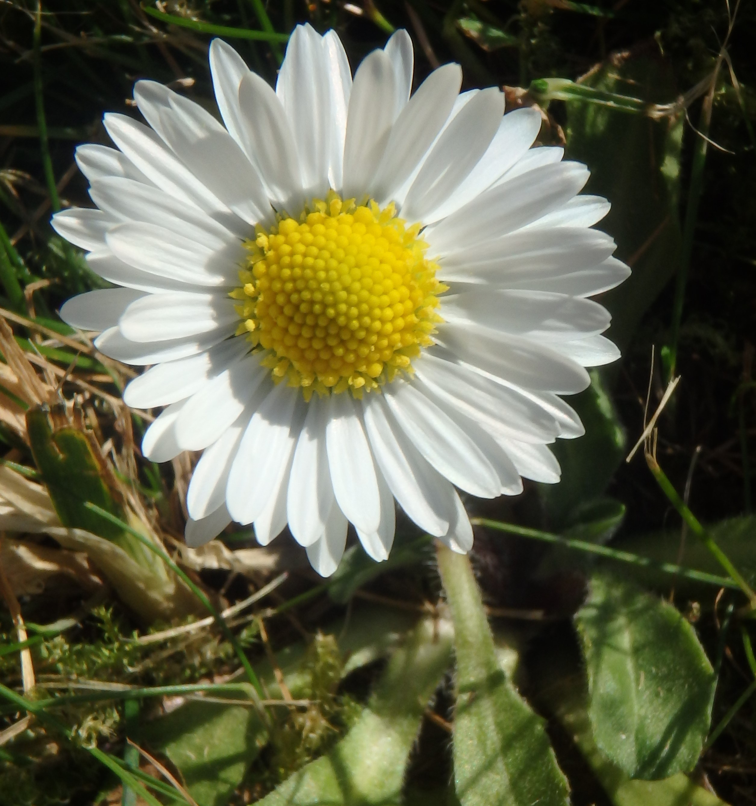 bellis perennis