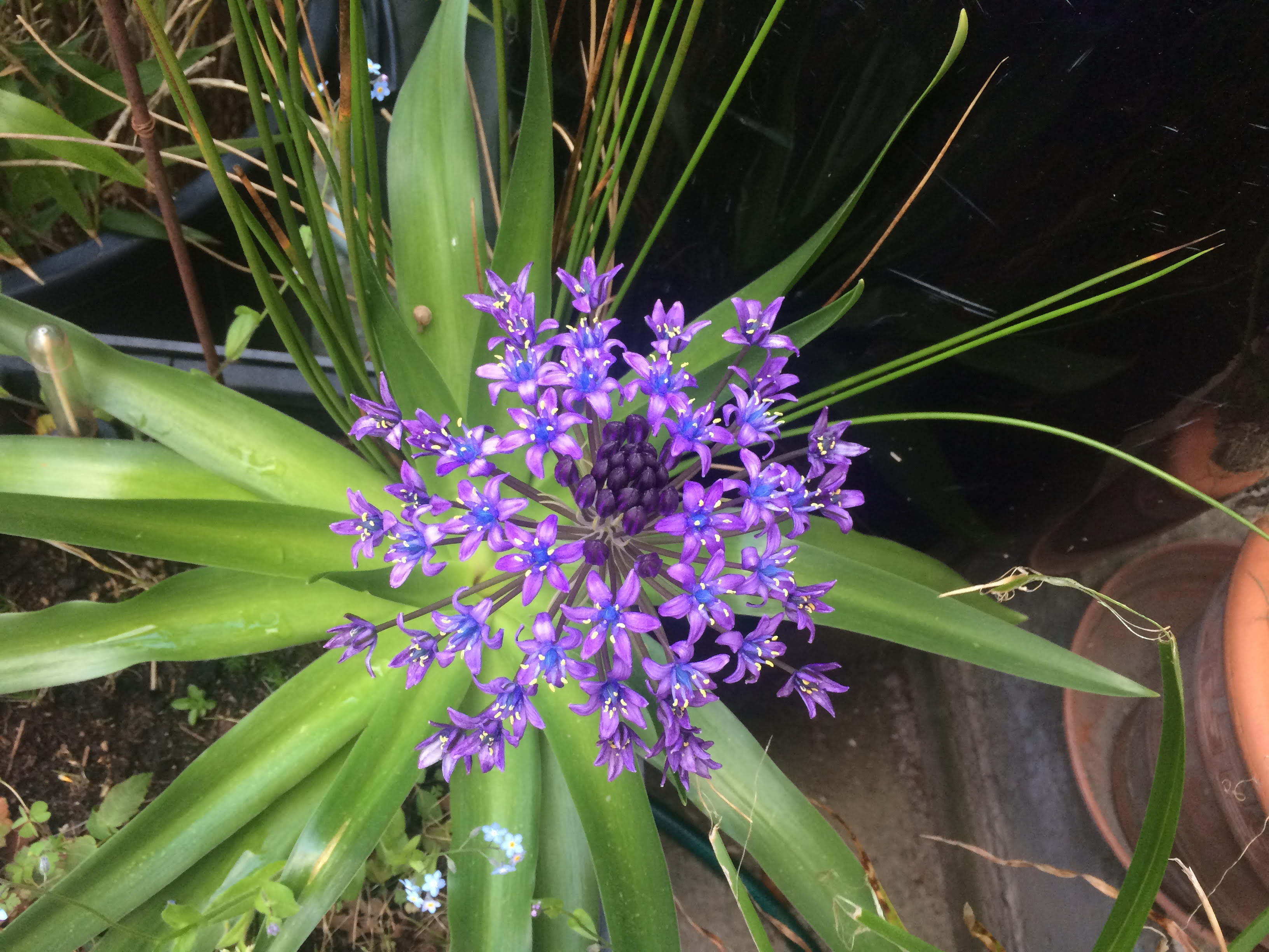 Scille du pérou - magnifique feu d'artifice bleu profond