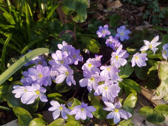Anemone hepatica L.