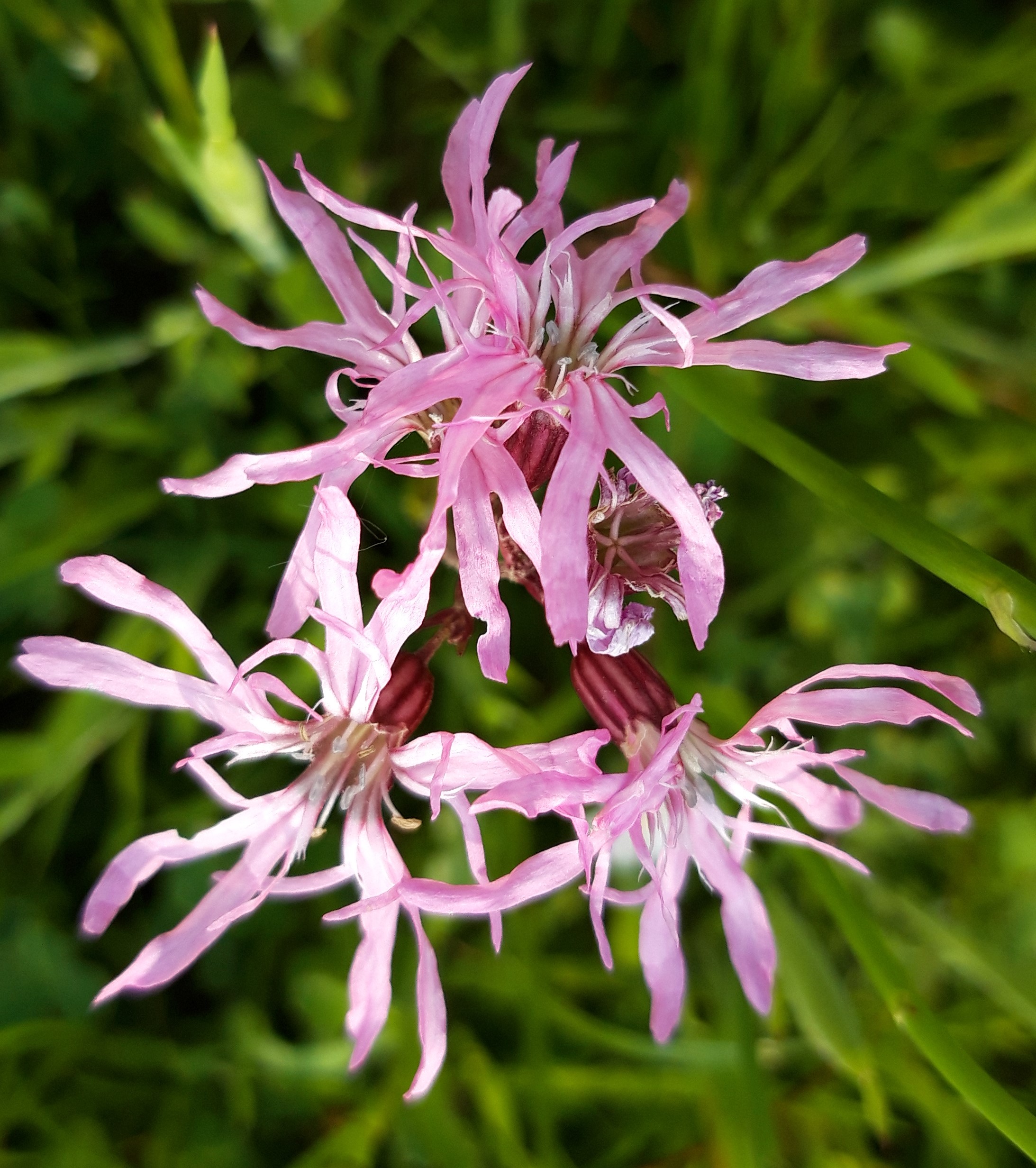 Lychnis fleur de coucou