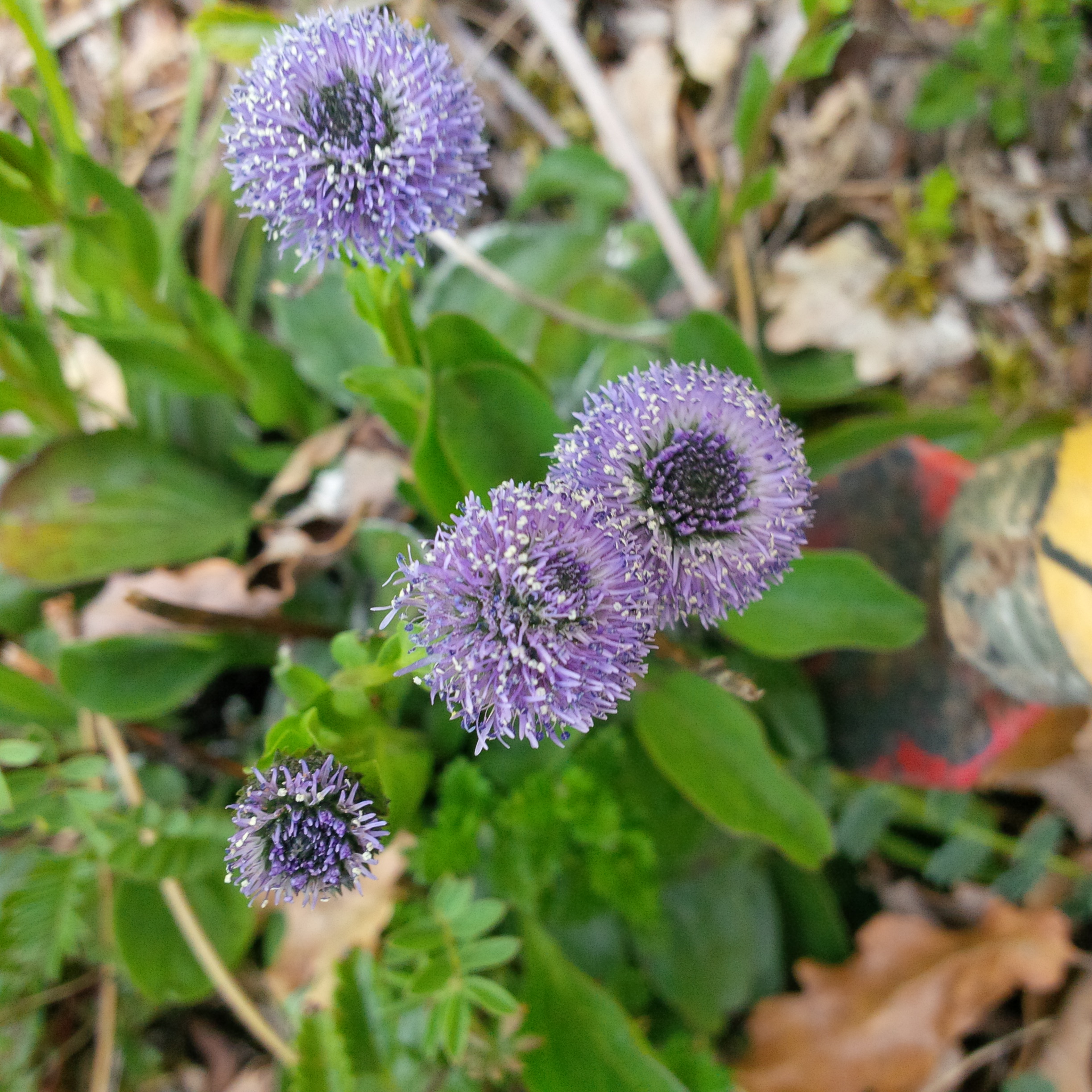 Fleurs bleues. Forêt de la La Roche Vineuse 1er mai 2020