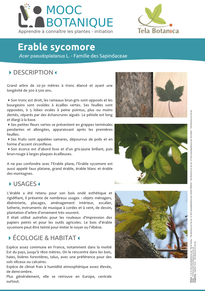 Acer_pseudoplatanus.png
