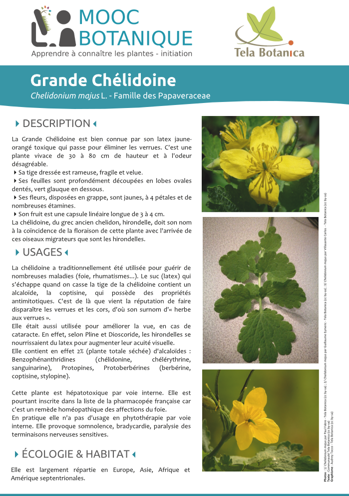 Chelidonium majus