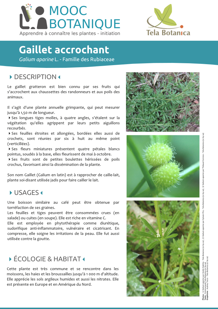 Galium aparine