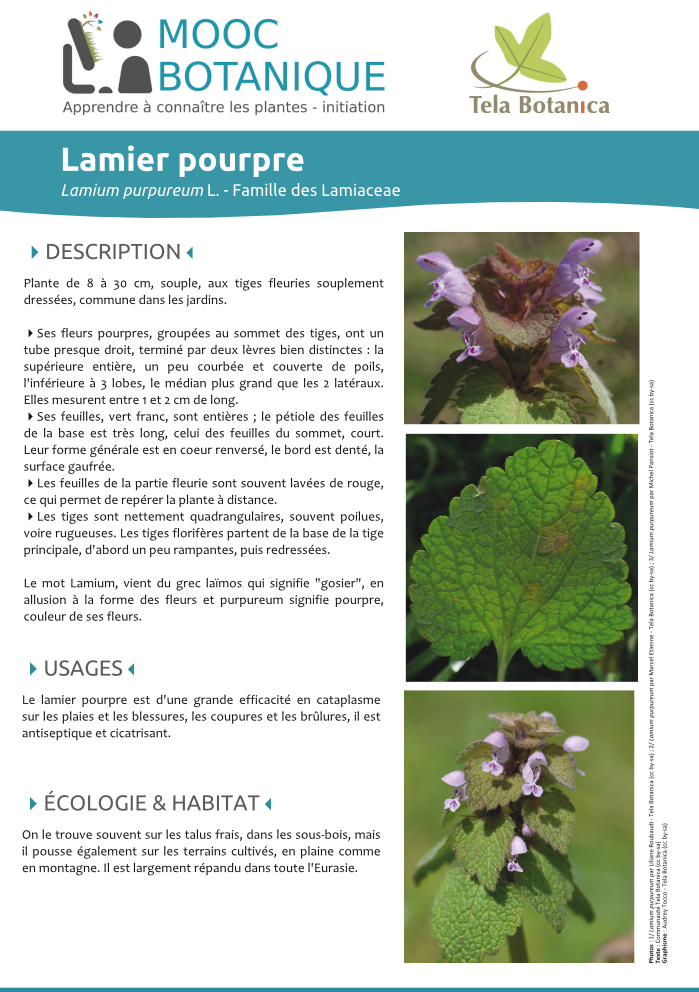 Lamium purpureum
