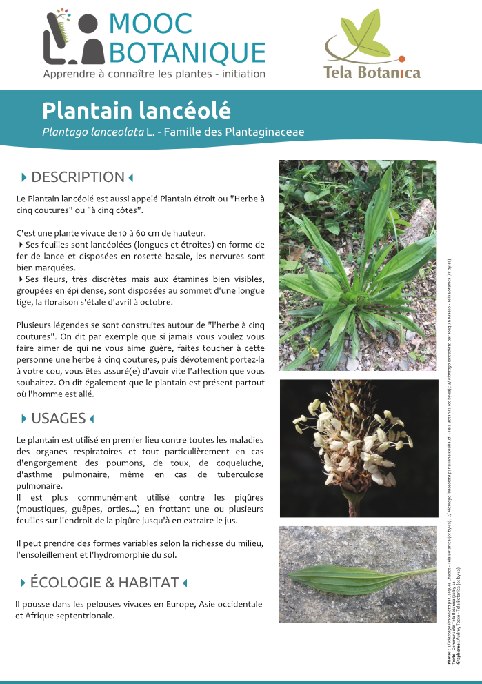 Plantago lanceolata