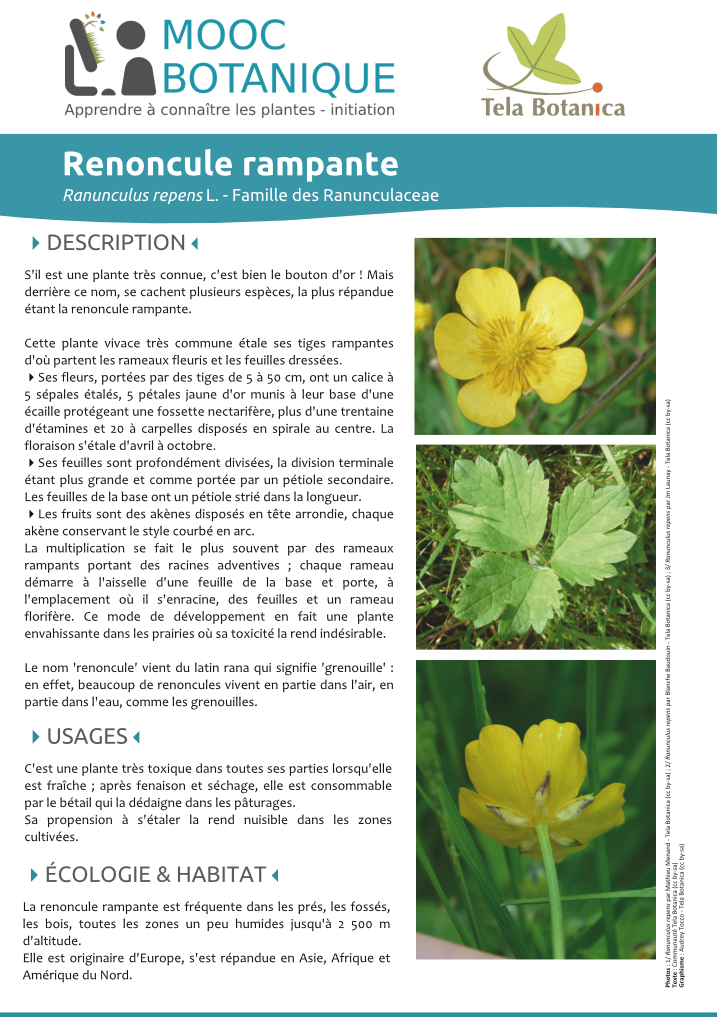 Ranunculus repens