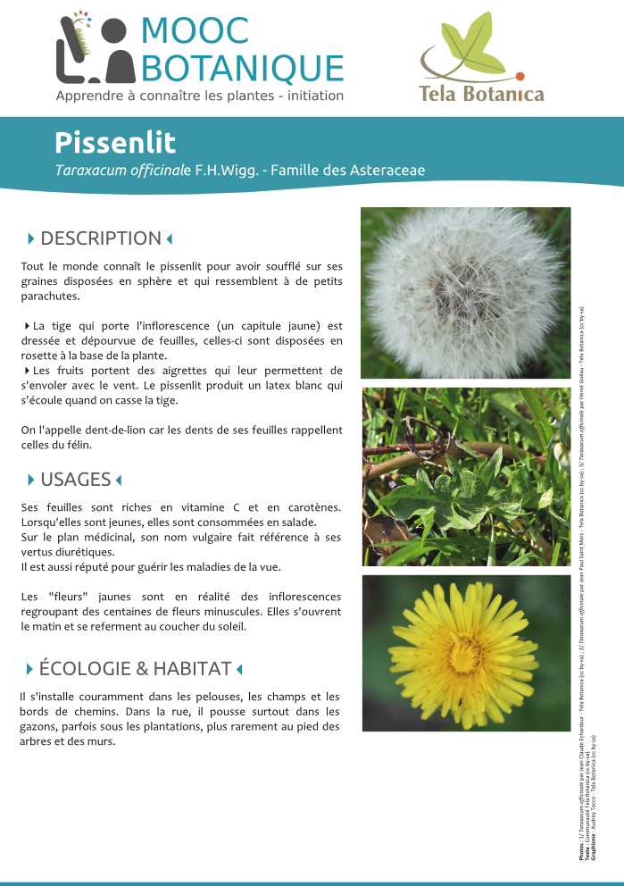 Taraxacum officinale