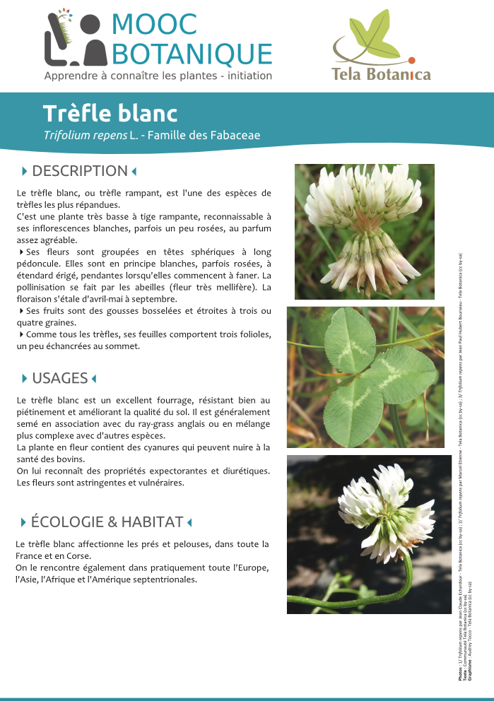 Trifolium repens